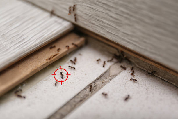 Best Ant Control Services  in Forest, OH