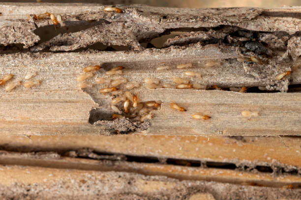 Best Local Pest Control Services  in Forest, OH