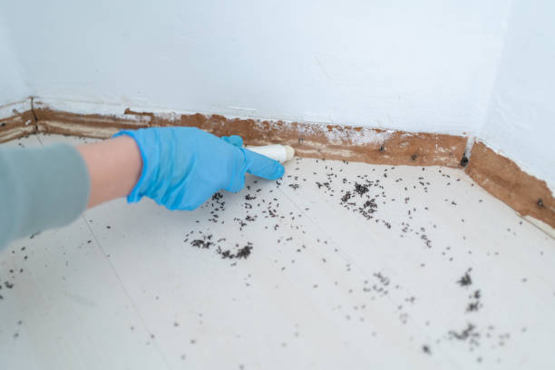 Best Bed Bug Extermination  in Forest, OH